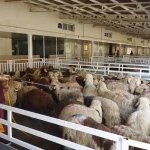 قیمت دام زنده امروز ۱۲ اردیبهشت ۱۴۰۴/ نوسان به بازار بازگشت + جدول