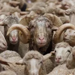 قیمت دام زنده امروز ۱۷ اردیبهشت ۱۴۰۴/ بازار به ارامش رسید + جدول