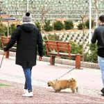 سگ گردانی در تبریز ممنوع شد