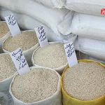 چرا قیمت برنج ایرانی از مرز ۳۰۰ هزار تومان عبور کرد؟ / تولیدکنندگان و صادرکنندگان برنج خواستار حذف ارز ترجیحی هستند