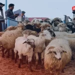 قیمت دام زنده امروز ۵ مرداد ۱۴۰۴ + جدول