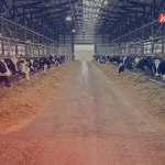 قیمت دام زنده امروز ۱۹ تیر ۱۴۰۴ + جدول